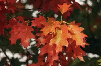 Яке свято 15 жовтня 2025: церковні традиції, прикмети та міжнародні дні в Україні