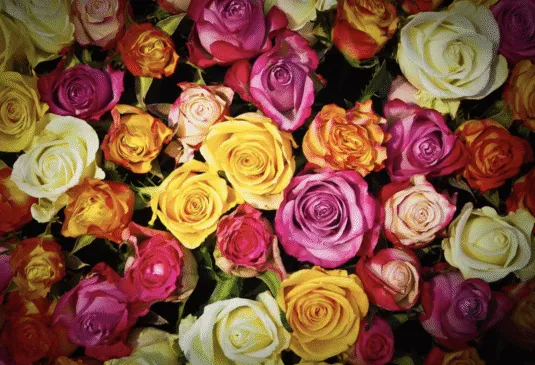 Красиві привітання до Дня бабусі й дідуся 2025 в прозі, віршах та картинках