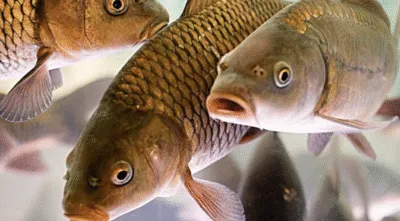 З 1 листопада рибалкам Полтавщини заборонено вилови риби у зимувальних ямах