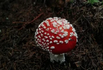 На Полтавщині знову стався летальний випадок через отруйні гриби