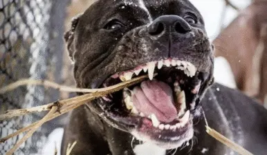 В Полтаві жінка нацькувала пітбуля на поліціянтів (ВІДЕО)