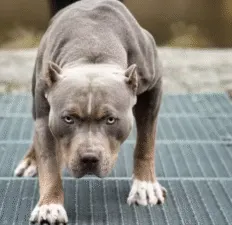 Власнику пса, який покусав поліцейських у Полтаві, обрали запобіжний захід