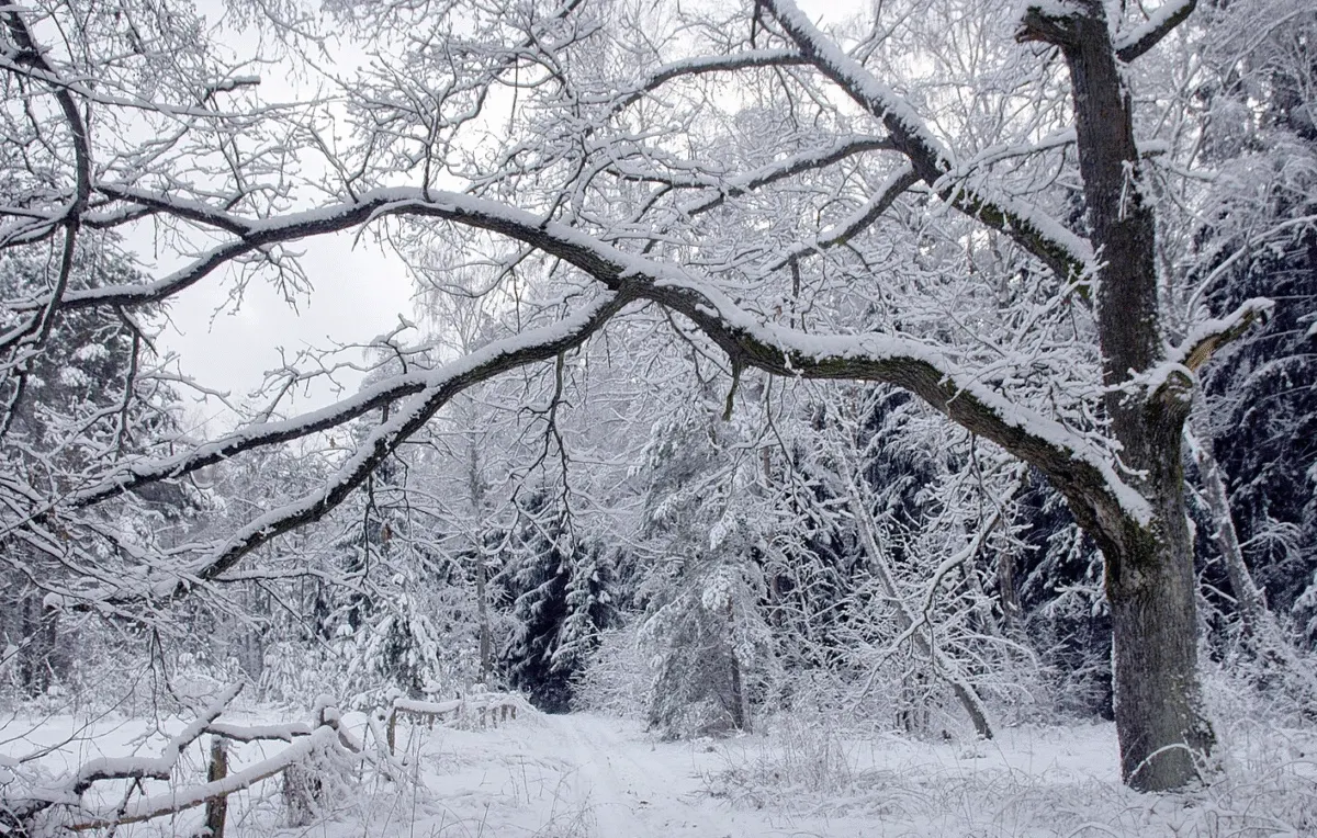 Прогноз погоди в Полтаві перед Новим роком: чого чекати 28-31 грудня