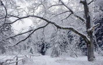 Прогноз погоди в Полтаві перед Новим роком: чого чекати 28-31 грудня