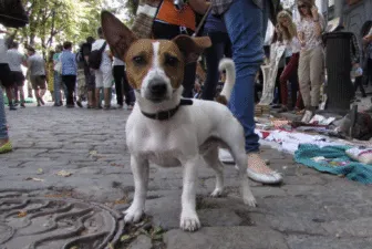У Полтаві хочуть змінити правила утримання домашніх тварин: що пропонують