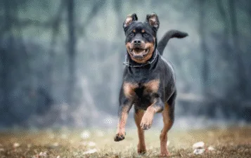 У Полтаві за лютий зафіксували два напади собак на людей