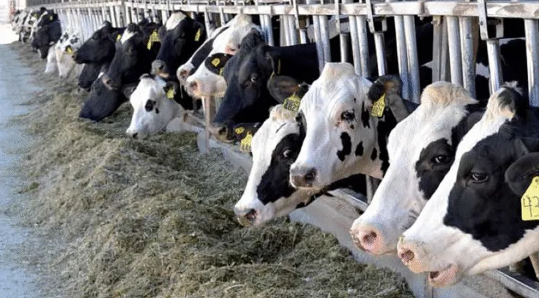 Карантин через лейкоз: на Полтавщині обмежили роботу двох ферм