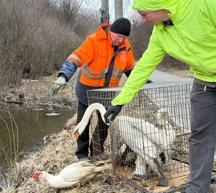 Після зимівлі у Полтаві до Дендропарку повернули лебедів і качок